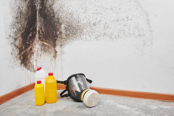 Best Mold Damage Repair  in Wakefield, NE