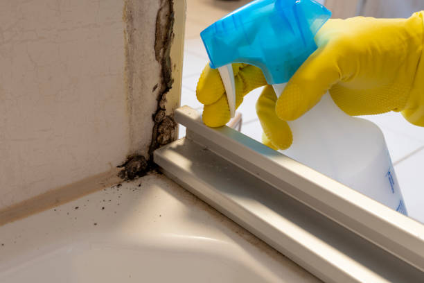 Professional Mold Removal in Wakefield, NE