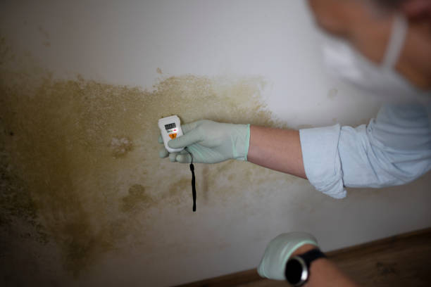 Attic Mold Removal in Wakefield, NE