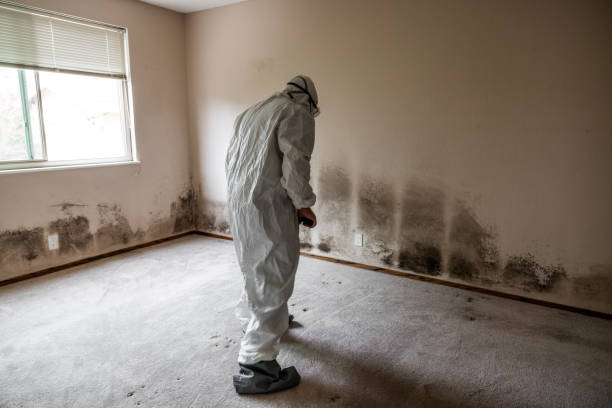 Professional Mold Removal in Wakefield, NE
