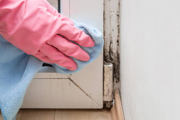 Attic Mold Removal in Wakefield, NE