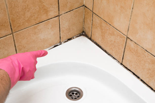 Best Commercial Mold Removal  in Wakefield, NE